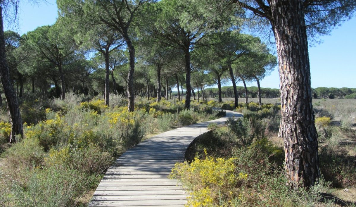 Doñana NP