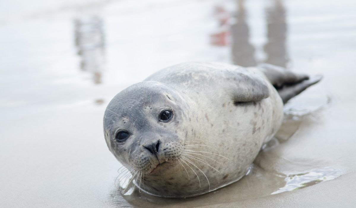 Grenen zeehonden spotten