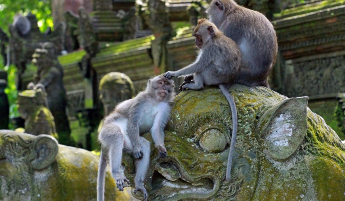 Monkey Forest Ubud apen