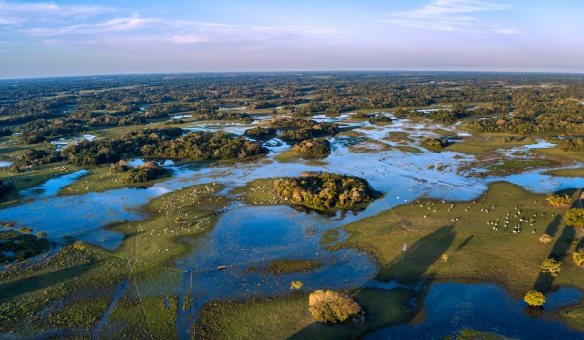 Pantanal Brazilië