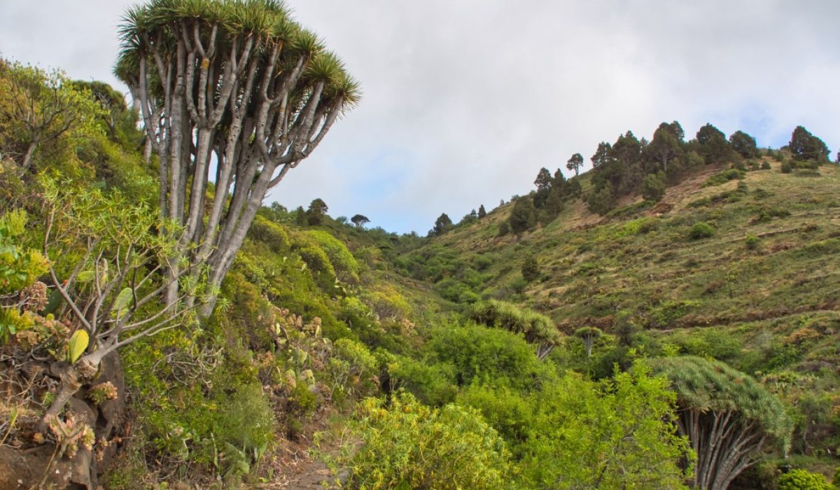 Pinar de Garafia